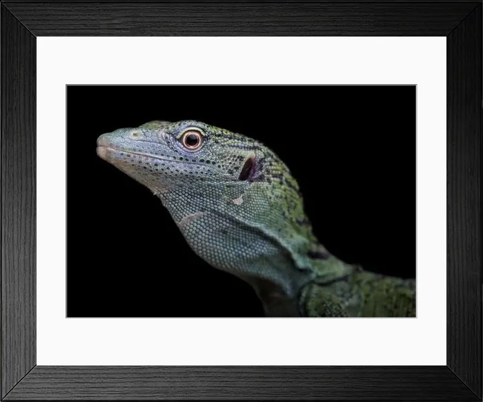 Framed Print : Biak tree monitor (Varanus kordensis) Framed Print : Biak tree monitor (Varanus kordensis)