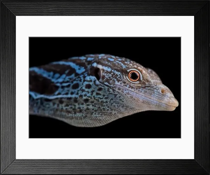 Framed Print : Blue tree monitor (Varanus macraei) Framed Print : Blue tree monitor (Varanus macraei)
