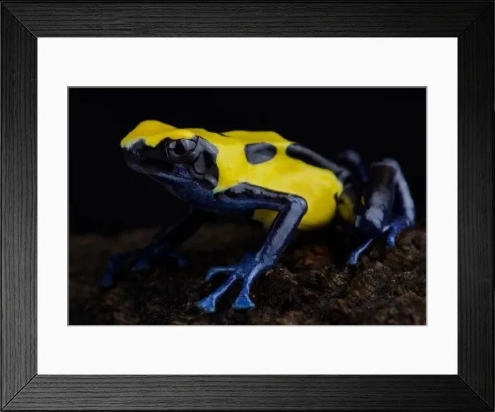 Framed Print : Dyeing dart frog (Dendrobates Tinctorius) Citronella Framed Print : Dyeing dart frog (Dendrobates Tinctorius) Citronella