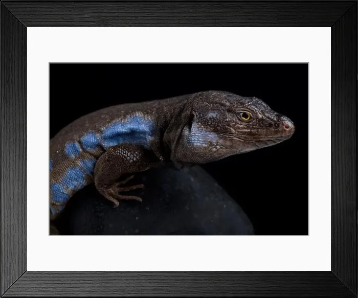 Framed Print : Southern Tenerife lizard (Gallotia galloti galloti) Framed Print : Southern Tenerife lizard (Gallotia galloti galloti)