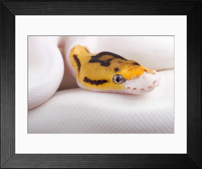 Framed Print : Ball python (Python regius) piebald Framed Print : Ball python (Python regius) piebald