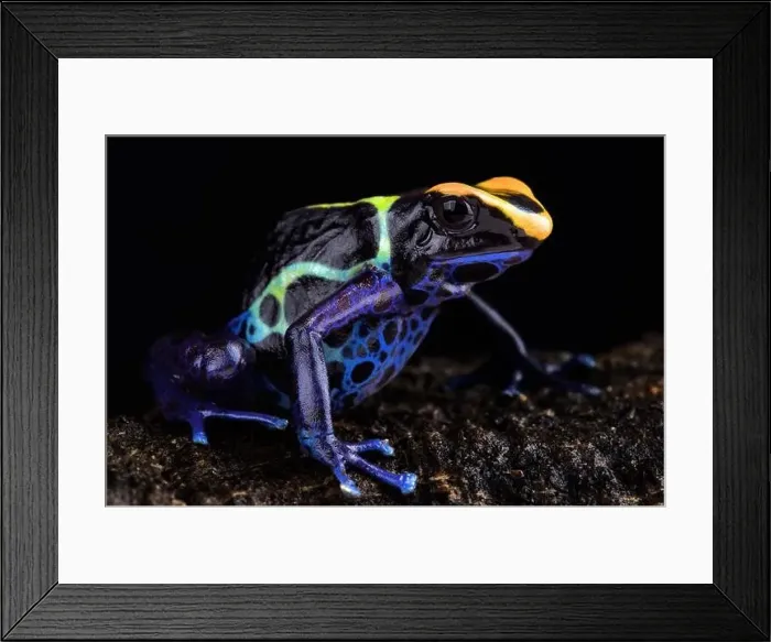 Framed Print : “Robertus” dart frog (Dendrobates tinctorius Robertus') Alalapadu Framed Print : “Robertus” dart frog (Dendrobates tinctorius Robertus') Alalapadu
