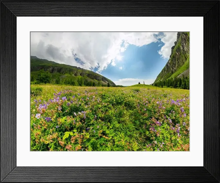 Framed Print : Fogy field of blue flover on a cloudy day. Wide panorama Framed Print : Fogy field of blue flover on a cloudy day. Wide panorama