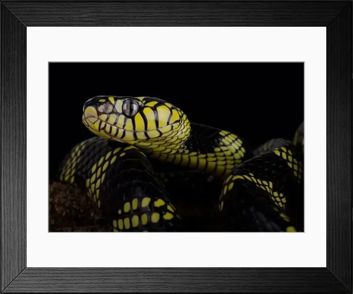 Framed Print : Philippine gold ringed snake (Boiga dendrophila latifasciata) Framed Print : Philippine gold ringed snake (Boiga dendrophila latifasciata)