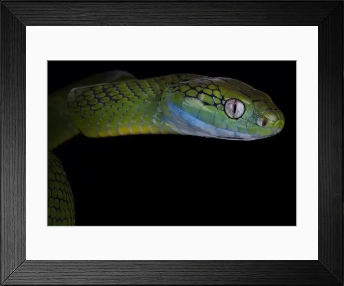 Framed Print : Green cat snake (Boiga cyanea) Framed Print : Green cat snake (Boiga cyanea)