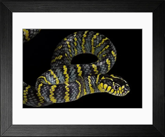 Framed Print : Luzon mangrove snake (Boiga dendrophila divergens) Framed Print : Luzon mangrove snake (Boiga dendrophila divergens)