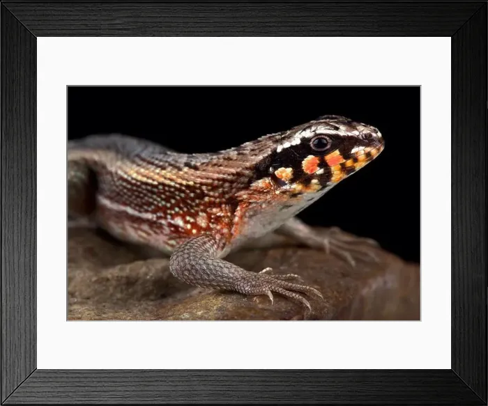 Framed Print : Hispaniolan masked curly-tailed lizard (Leiocephalus personatus) Framed Print : Hispaniolan masked curly-tailed lizard (Leiocephalus personatus)