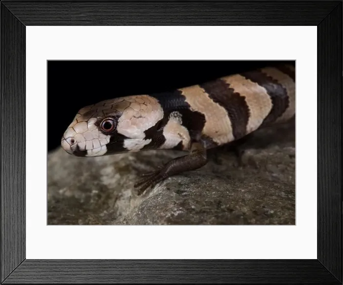 Framed Print : Pink-tongued skink (Cyclodomorphus gerrardii) Framed Print : Pink-tongued skink (Cyclodomorphus gerrardii)