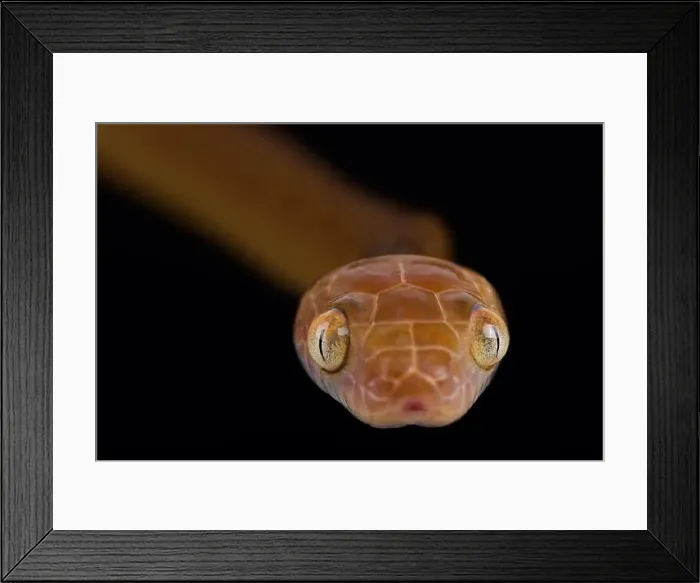 Framed Print : Brown tree snake (Boiga irregularis) Framed Print : Brown tree snake (Boiga irregularis)