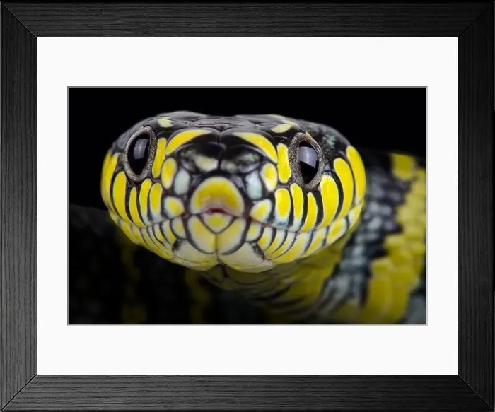 Framed Print : Luzon mangrove snake (Boiga dendrophila divergens) Framed Print : Luzon mangrove snake (Boiga dendrophila divergens)