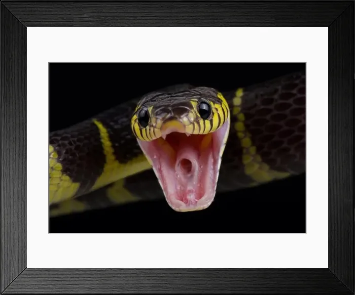 Framed Print : Mangrove snake (Boiga dendrophila dendrophila) Framed Print : Mangrove snake (Boiga dendrophila dendrophila)