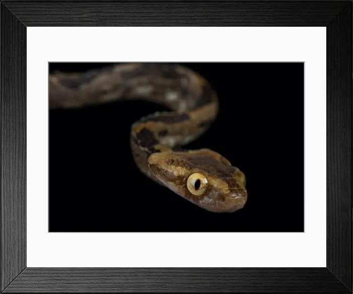 Framed Print : Kelung Cat Snake (Boiga kraepelini) Framed Print : Kelung Cat Snake (Boiga kraepelini)