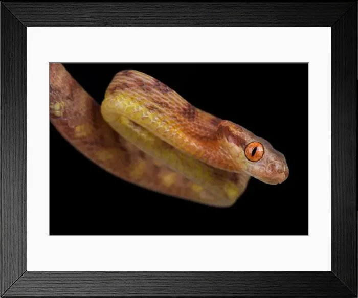 Framed Print : Guangxi Cat Snake (Boiga guangxiensis) Framed Print : Guangxi Cat Snake (Boiga guangxiensis)
