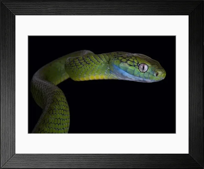 Framed Print : Green cat snake (Boiga cyanea) Framed Print : Green cat snake (Boiga cyanea)