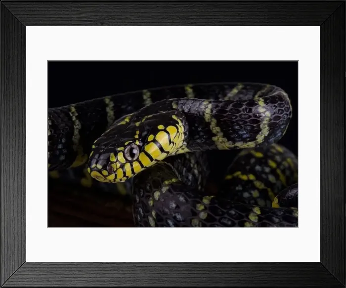 Framed Print : Luzon mangrove snake (Boiga dendrophila divergens) Framed Print : Luzon mangrove snake (Boiga dendrophila divergens)