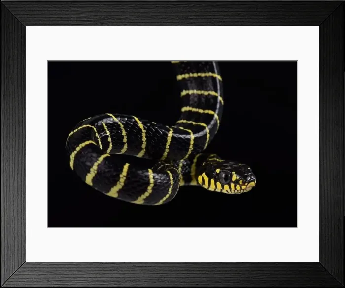 Framed Print : Palawan Gold-ringed Cat Snake(Boiga dendrophila multicincta) Framed Print : Palawan Gold-ringed Cat Snake(Boiga dendrophila multicincta)