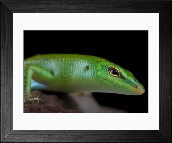 Framed Print : Emerald skink (Lamprophis smaragdina) Framed Print : Emerald skink (Lamprophis smaragdina)