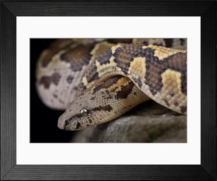 Framed Print : Rough-scaled sandboa (Gongylophis conicus) Framed Print : Rough-scaled sandboa (Gongylophis conicus)