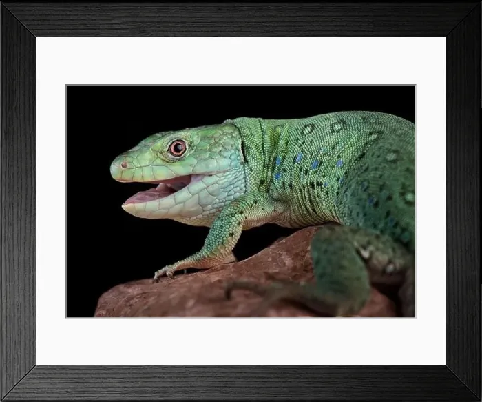 Framed Print : Algerian ocellated lizard (Timon pater) Framed Print : Algerian ocellated lizard (Timon pater)
