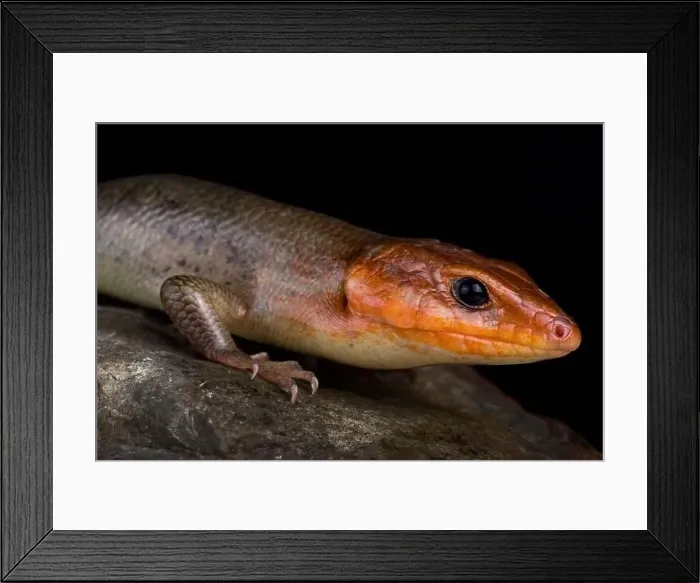 Framed Print : Broadhead skink (Plestiodon laticeps) Framed Print : Broadhead skink (Plestiodon laticeps)