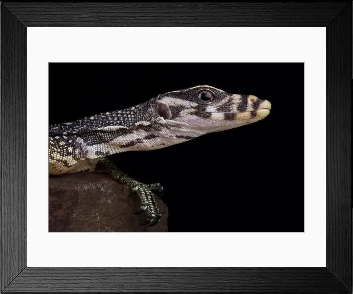 Framed Print : Large-scaled water monitor (Varanus nuchalis) Framed Print : Large-scaled water monitor (Varanus nuchalis)