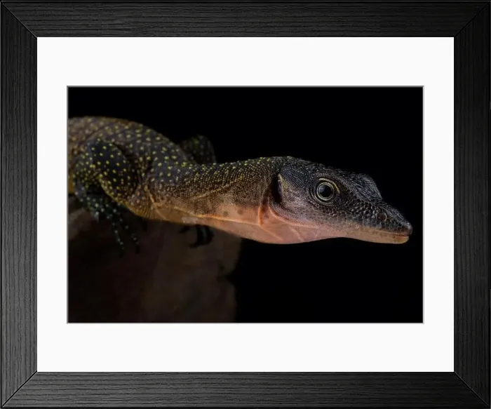 Framed Print : peach-throated monitor (Varanus jobiensis) Framed Print : peach-throated monitor (Varanus jobiensis)