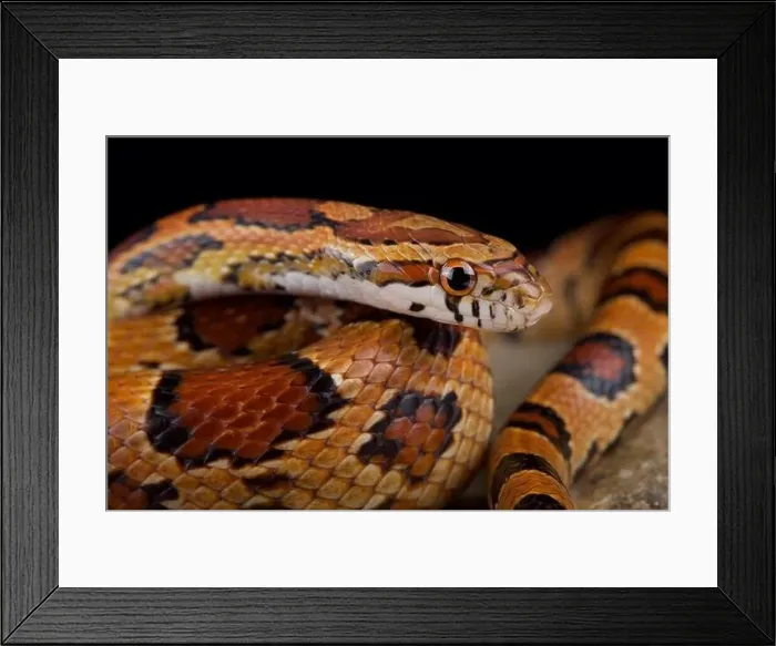 Framed Print : Red corn snake (Pantherophis guttatus)