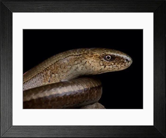 Framed Print : Blue-spotted slow worm (Anguis colchica) Framed Print : Blue-spotted slow worm (Anguis colchica)