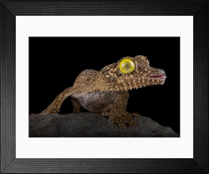 Framed Print : Henkel's leaf-tailed gecko (Uroplatus henkeli) Framed Print : Henkel's leaf-tailed gecko (Uroplatus henkeli)