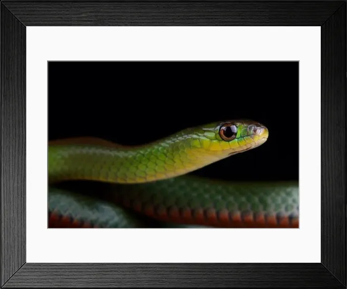 Framed Print : Green red-bellied snake (Erythrolamprus jaegeri) Framed Print : Green red-bellied snake (Erythrolamprus jaegeri)
