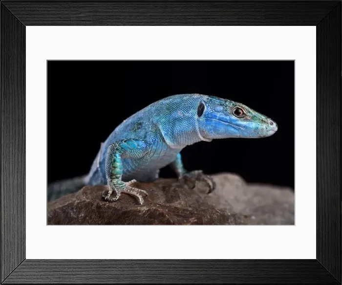 Framed Print : Blue wall lizard (Podarcis sicula coerulea)