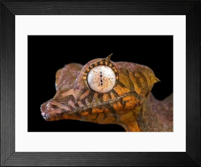 Framed Print : Spearpoint leaf-tailed gecko (Uroplatus ebenaui) Framed Print : Spearpoint leaf-tailed gecko (Uroplatus ebenaui)