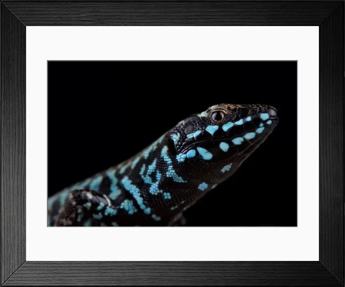 Framed Print : Milos wall lizard (Podarcis milensis milensis) Framed Print : Milos wall lizard (Podarcis milensis milensis)