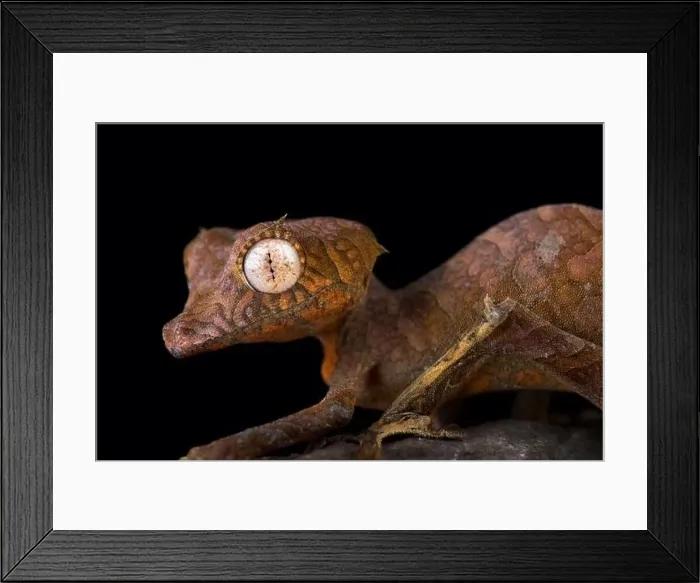 Framed Print : Spearpoint leaf-tailed gecko (Uroplatus ebenaui) Framed Print : Spearpoint leaf-tailed gecko (Uroplatus ebenaui)