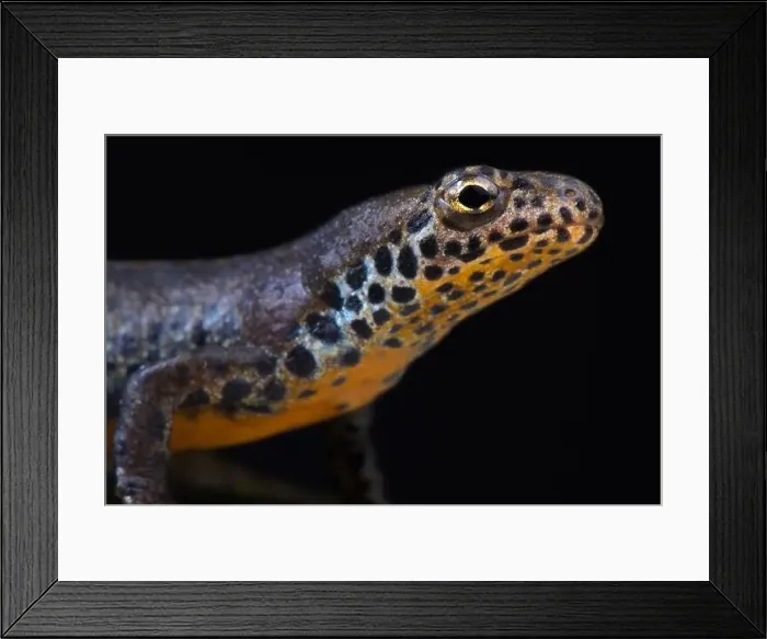 Framed Print : Northern crested newt (Triturus cristatus) Framed Print : Northern crested newt (Triturus cristatus)
