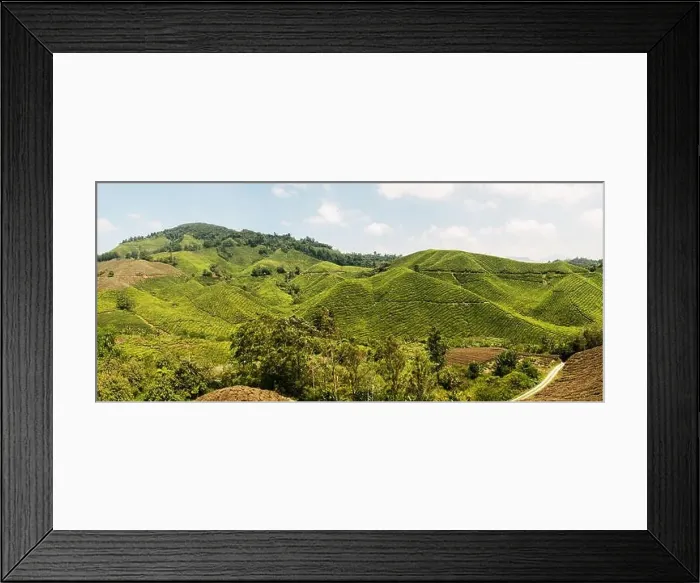 Framed Print : Panoramic view of Cameron Highlands, famous tea plantation in Malaysia (Asia) Framed Print : Panoramic view of Cameron Highlands, famous tea plantation in Malaysia (Asia)