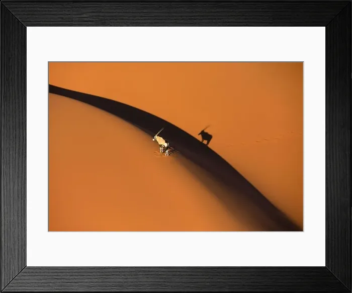 Framed Print : Solitary oryx standing on a sand dune in Sossusvlei desert during sunset with his shadow mirroring his shape