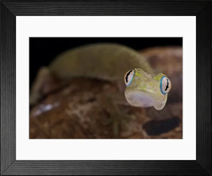 Framed Print : Philippine false gecko (Pseudogekko compresicorpus) Framed Print : Philippine false gecko (Pseudogekko compresicorpus)