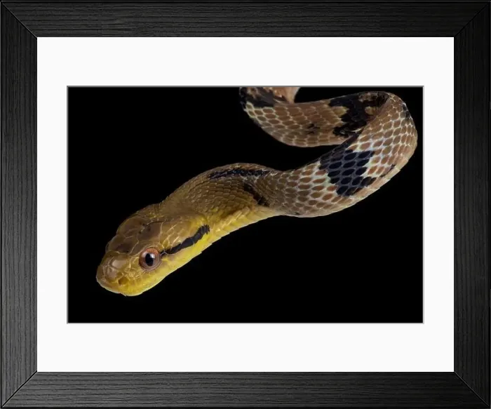 Framed Print : Dog toothed catsnake (Boiga cynodon)