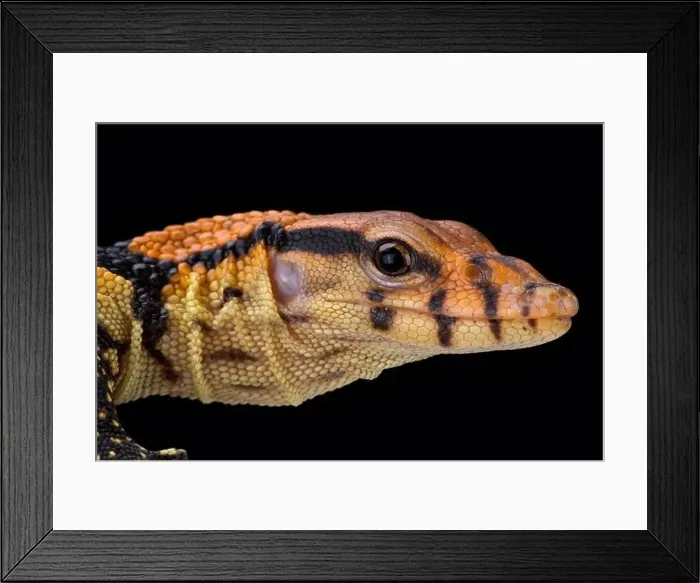 Framed Print : Dumeril's monitor (Varanus dumerili) Framed Print : Dumeril's monitor (Varanus dumerili)