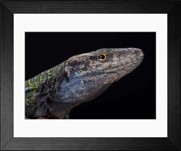 Framed Print : Northern Tenerife lizard (Gallotia galloti eisentrauti) Framed Print : Northern Tenerife lizard (Gallotia galloti eisentrauti)