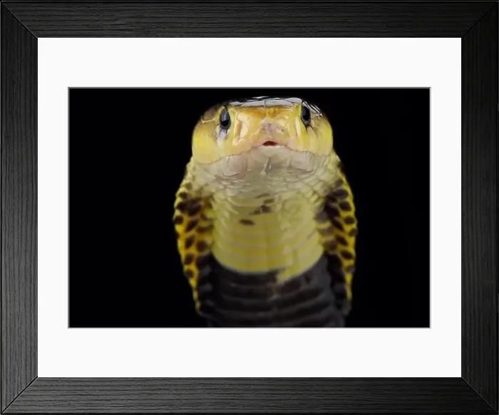 Framed Print : Samar spitting cobra (Naja samarensis) Framed Print : Samar spitting cobra (Naja samarensis)