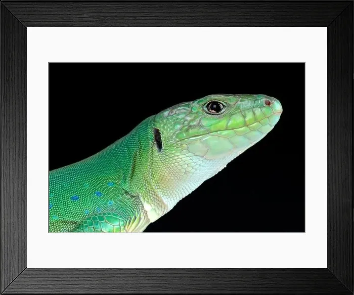 Framed Print : Moroccan eyed lizard (Timon tangitanus) Framed Print : Moroccan eyed lizard (Timon tangitanus)