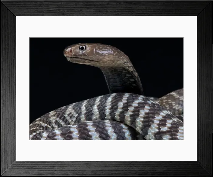 Framed Print : Zebra spitting cobra (Naja nigricincta nigricincta) Framed Print : Zebra spitting cobra (Naja nigricincta nigricincta)