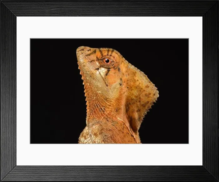 Framed Print : Helmeted iguana, (Corytophanes cristatus) Framed Print : Helmeted iguana, (Corytophanes cristatus)