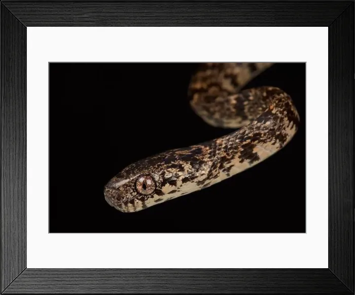 Framed Print : Variegated snail-eater (Dipsas variegata) Framed Print : Variegated snail-eater (Dipsas variegata)