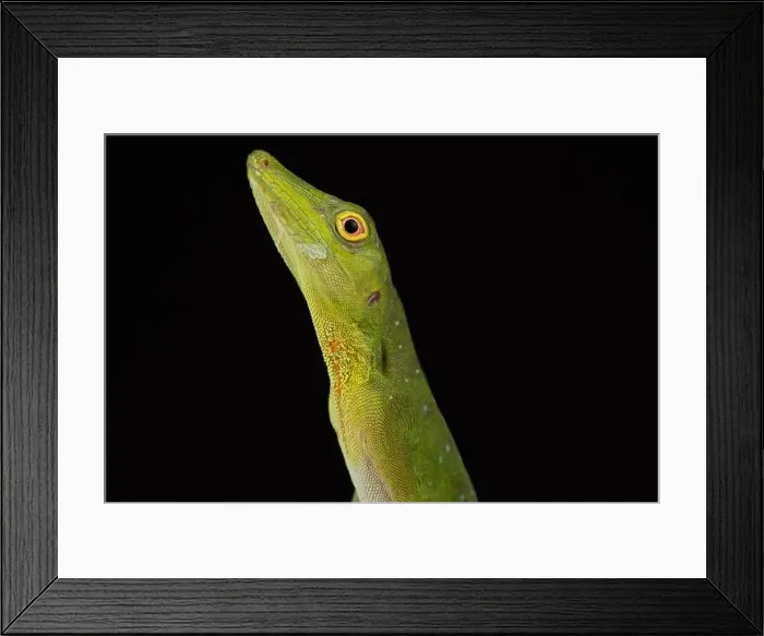 Framed Print : Amazon green anole (Anolis punctatus) Framed Print : Amazon green anole (Anolis punctatus)