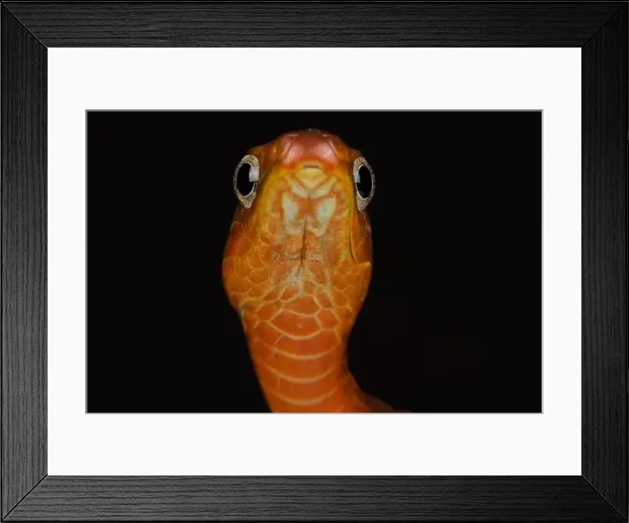 Framed Print : Smooth machete snake (Chironius scurrulus) Framed Print : Smooth machete snake (Chironius scurrulus)