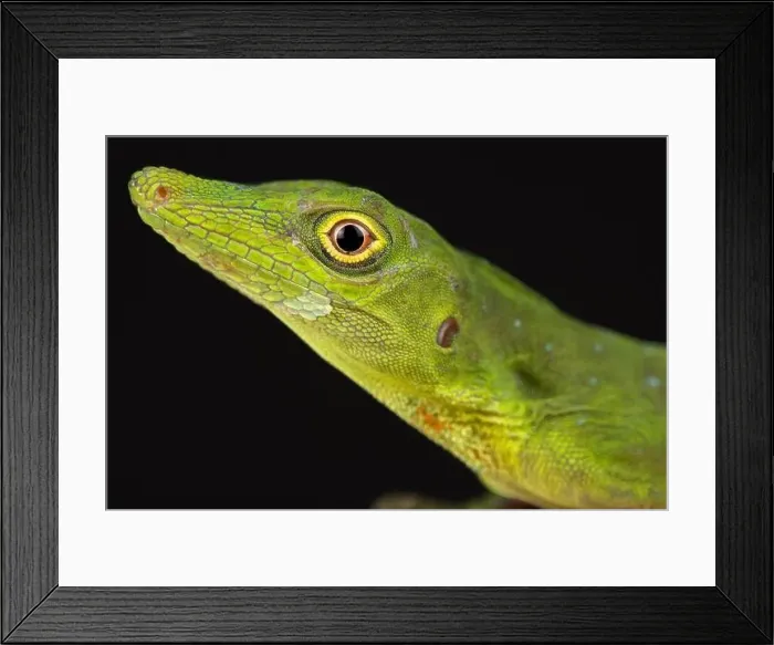 Framed Print : Amazon green anole (Anolis punctatus) Framed Print : Amazon green anole (Anolis punctatus)