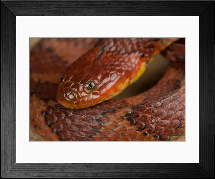 Framed Print : Brown-banded water snake (Helicops angulatus) Framed Print : Brown-banded water snake (Helicops angulatus)